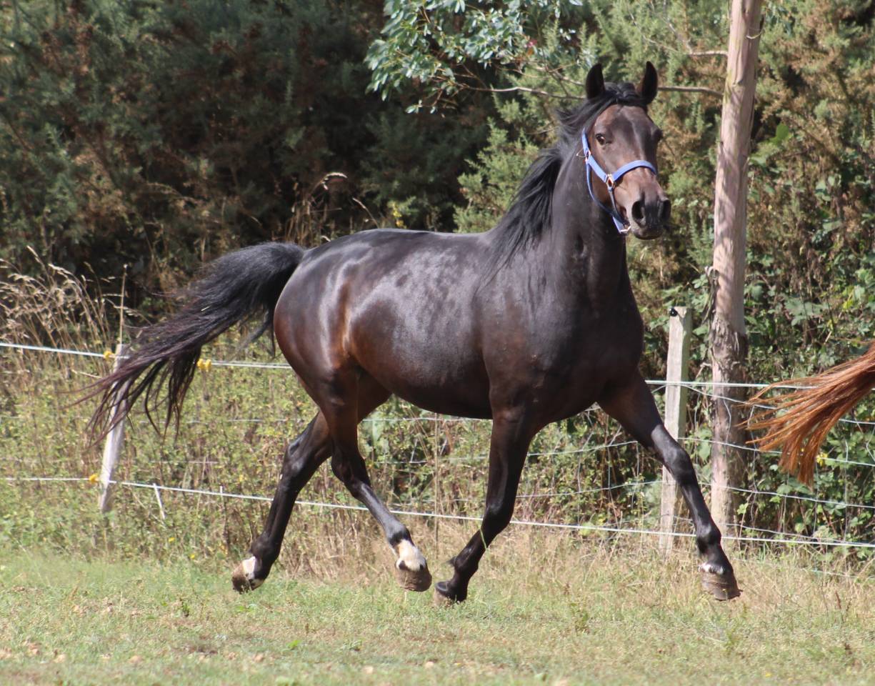 Cavalla Pony da Sella Belgio In vendita 2021 Nero