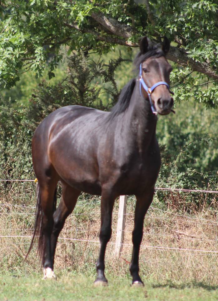Cavalla Pony da Sella Belgio In vendita 2021 Nero