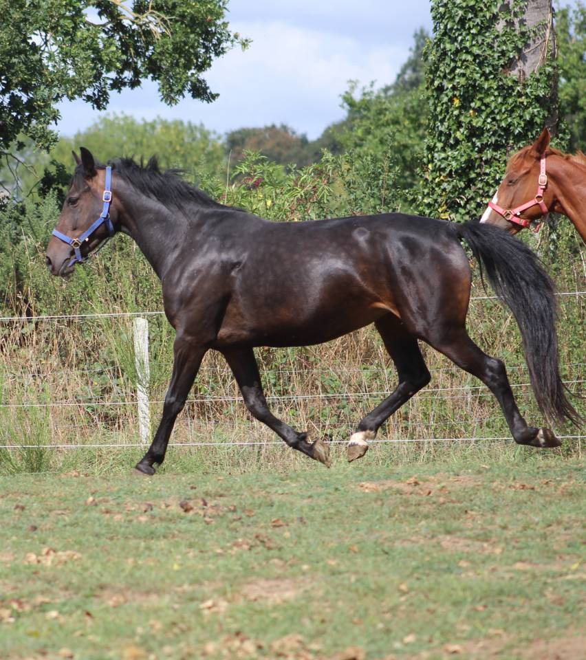 Cavalla Pony da Sella Belgio In vendita 2021 Nero