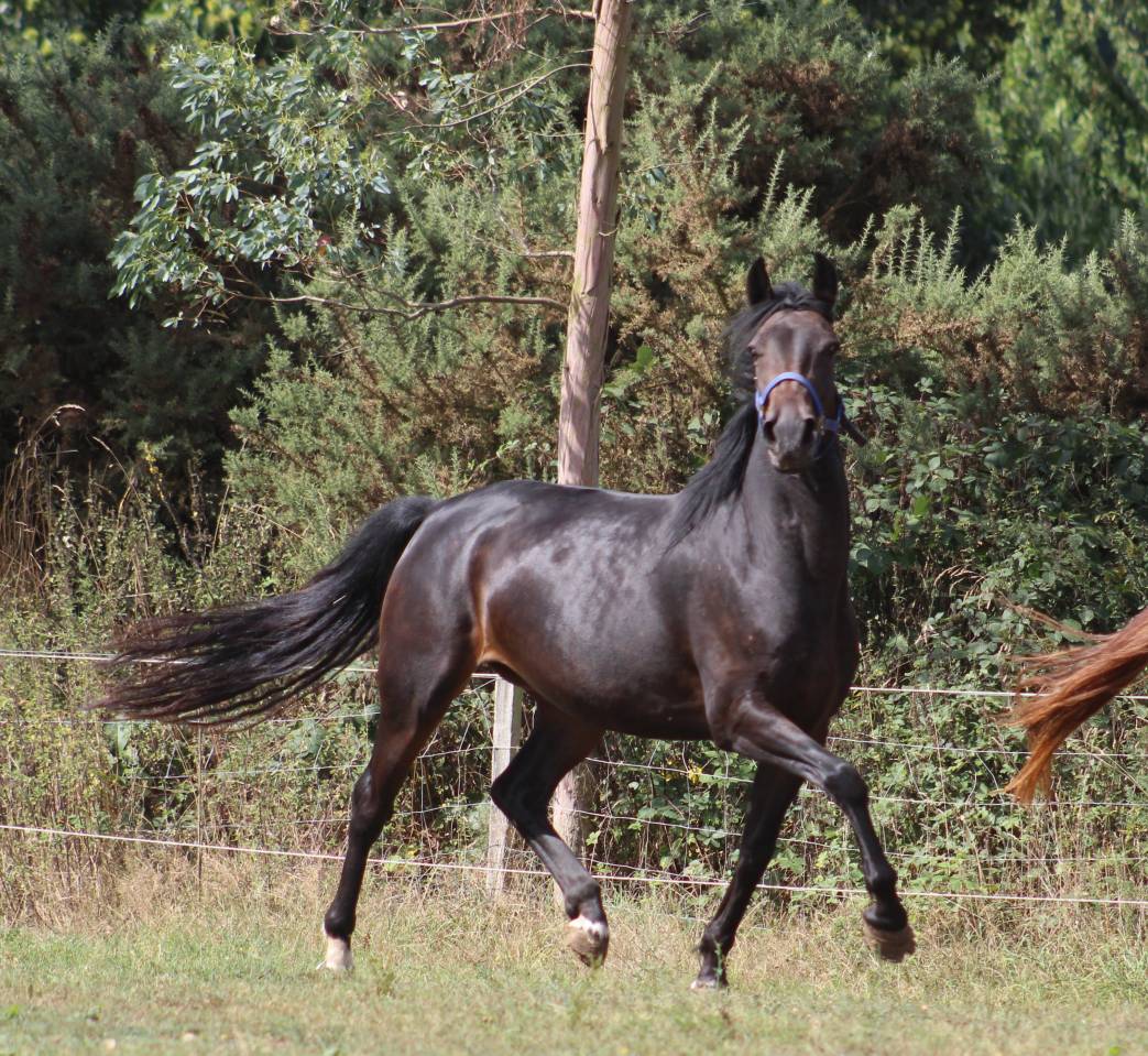 Cavalla Pony da Sella Belgio In vendita 2021 Nero