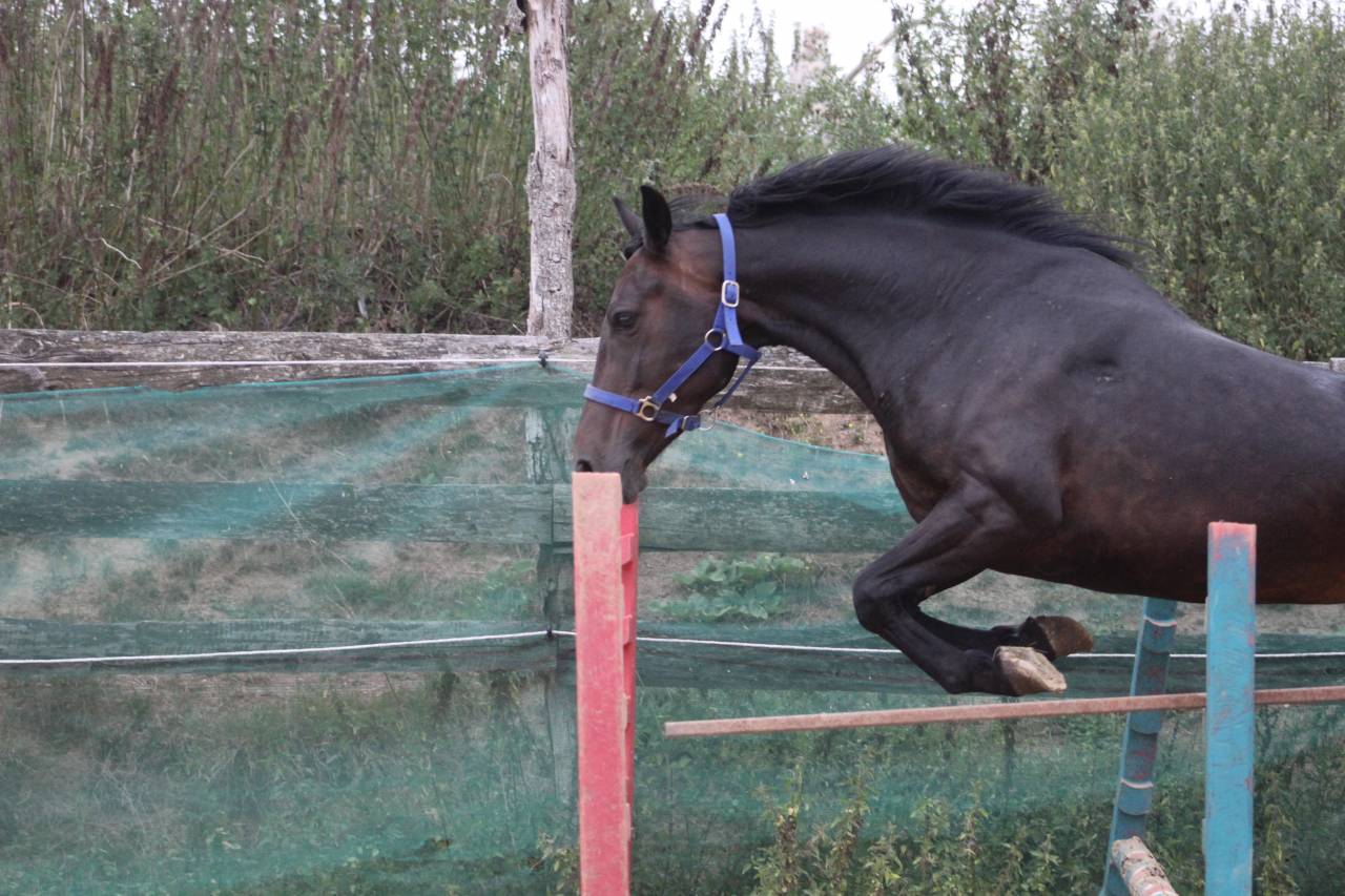 Cavalla Pony da Sella Belgio In vendita 2021 Nero