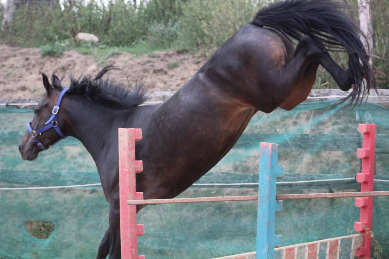 Cavalla Pony da Sella Belgio In vendita 2021 Nero