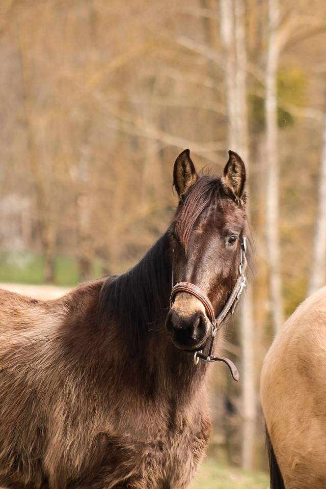 Cavalla Origine non conosciuta  In vendita 2022 Isabella