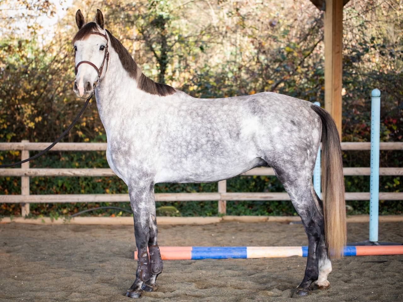 Castrone KWPN Cavallo da Sport Neerlandese In vendita 2020 Grigio