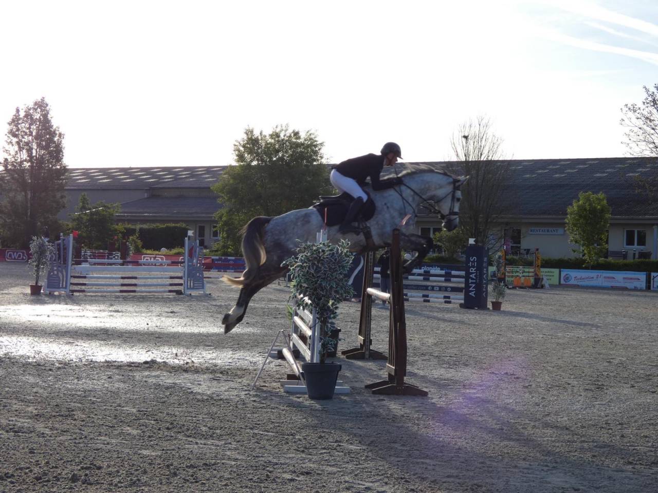 Castrone KWPN Cavallo da Sport Neerlandese In vendita 2020 Grigio