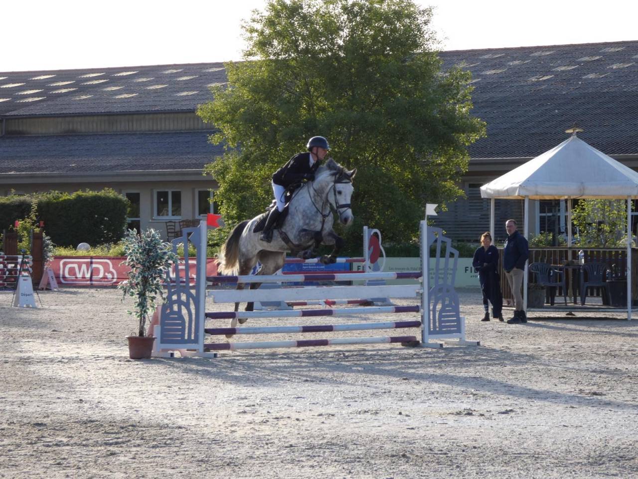 Castrone KWPN Cavallo da Sport Neerlandese In vendita 2020 Grigio