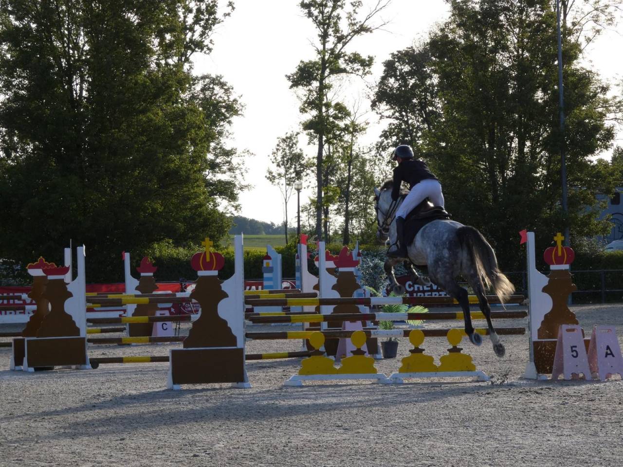 Castrone KWPN Cavallo da Sport Neerlandese In vendita 2020 Grigio