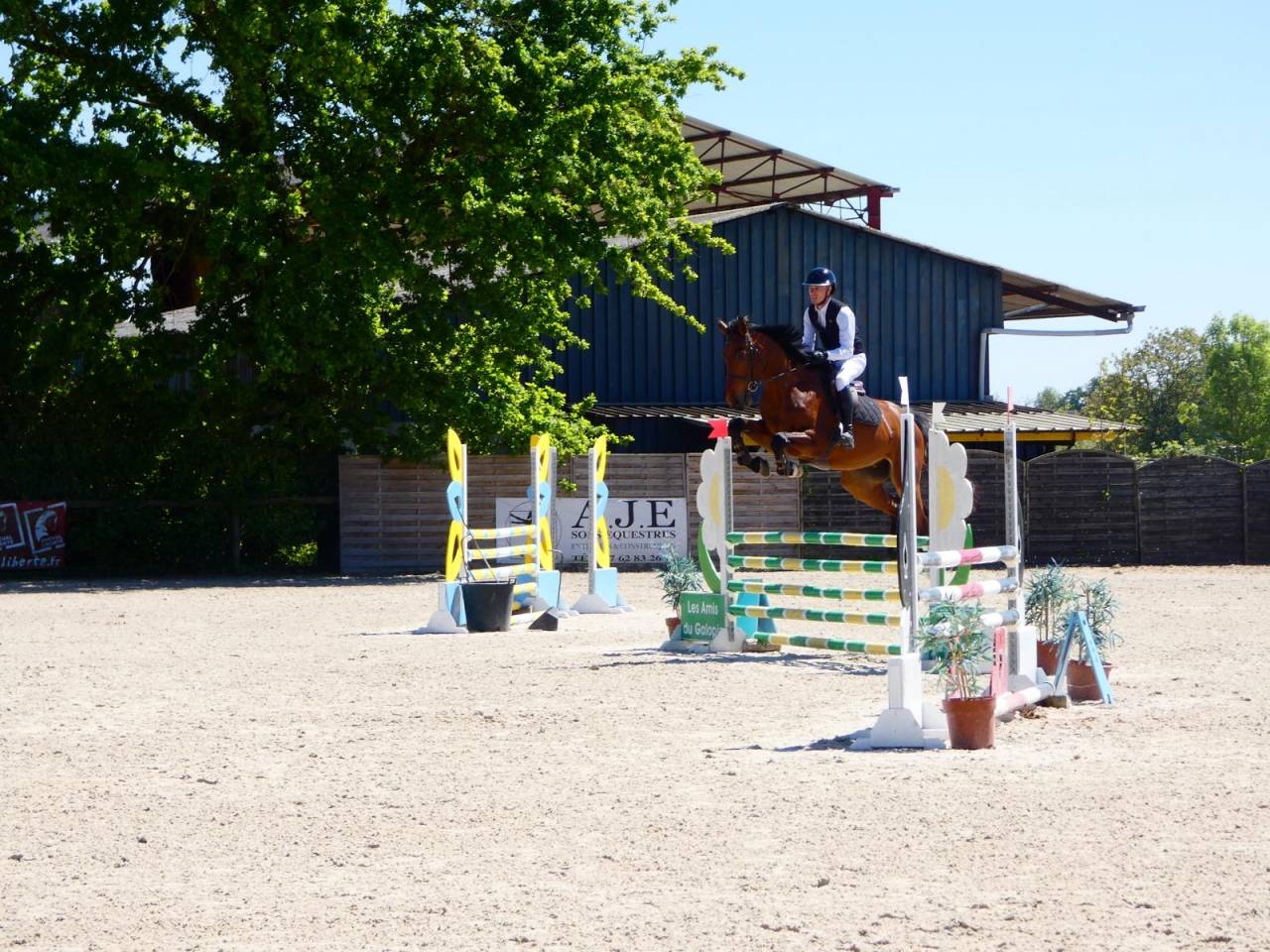 Castrone KWPN Cavallo da Sport Neerlandese In vendita 2021 Baio