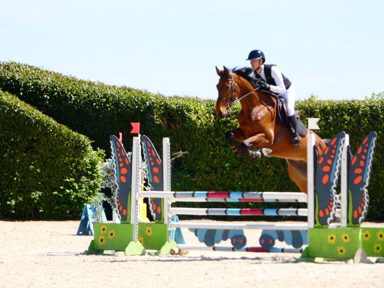 Castrone KWPN Cavallo da Sport Neerlandese In vendita 2021 Baio