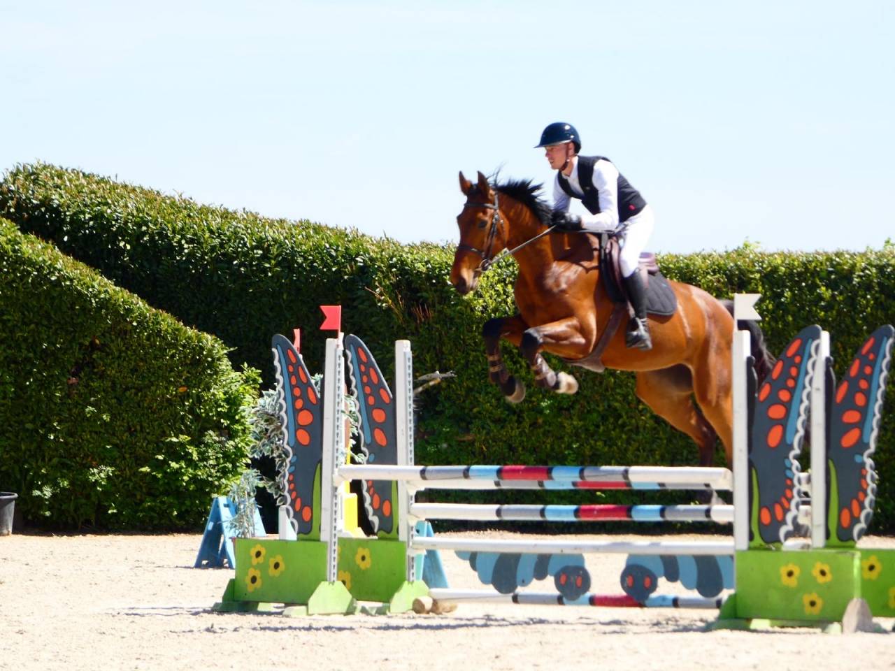 Castrone KWPN Cavallo da Sport Neerlandese In vendita 2021 Baio