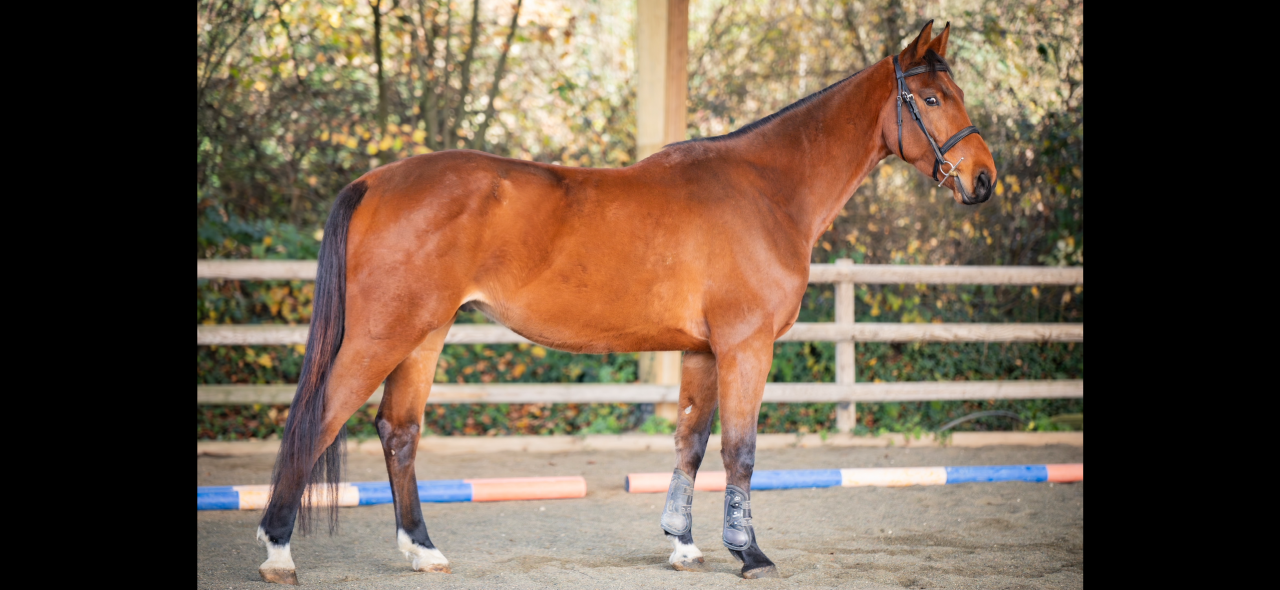 Castrone KWPN Cavallo da Sport Neerlandese In vendita 2021 Baio