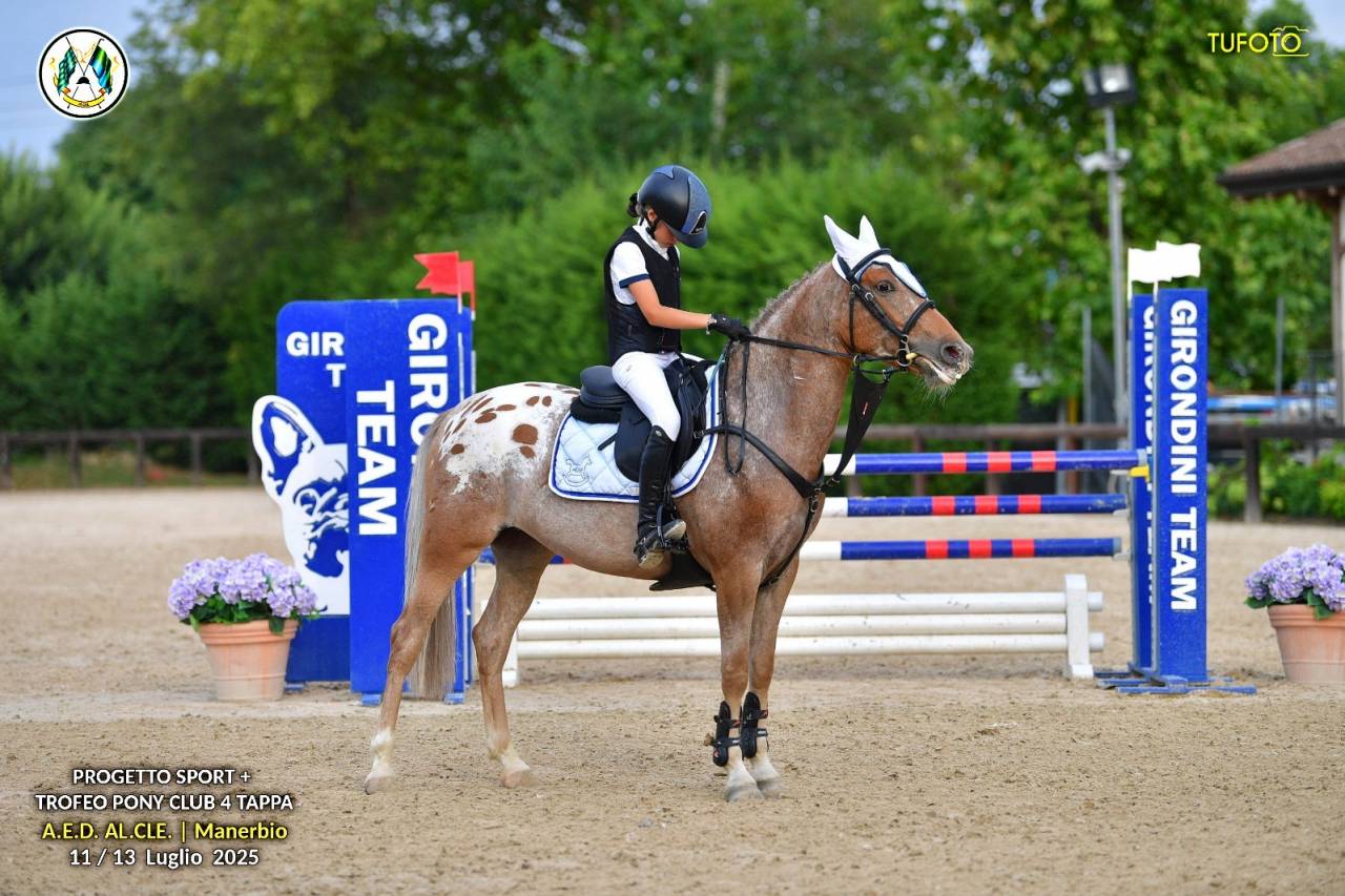 Vendesi pony francese femmina 7 anni