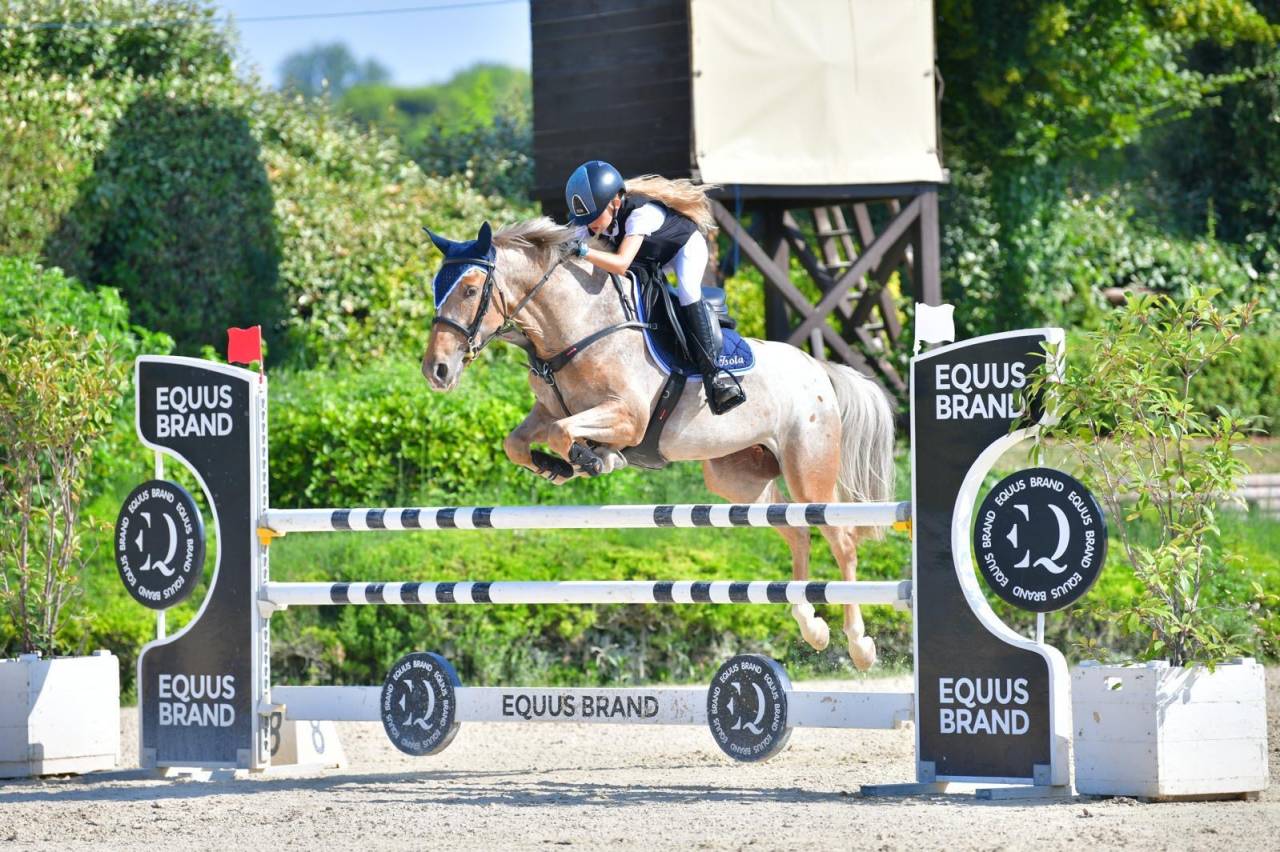 Vendesi pony francese femmina 7 anni