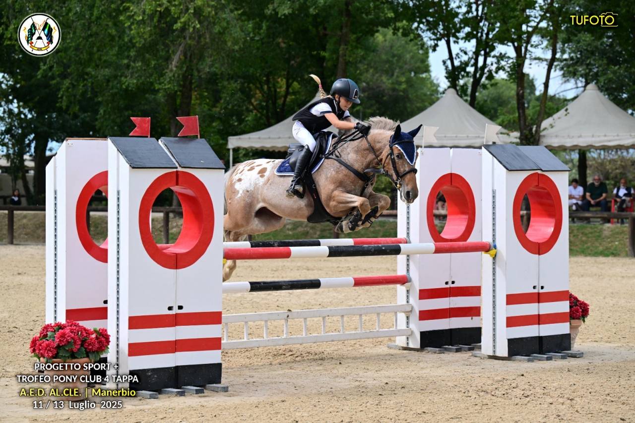 Vendesi pony francese femmina 7 anni