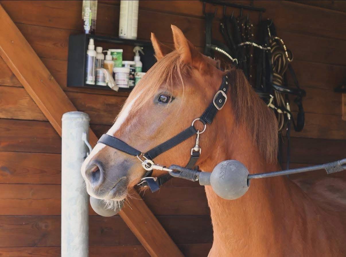 Cavalla PFS Pony Francese da Sella In vendita 2022 Sauro ,  Follow me fast