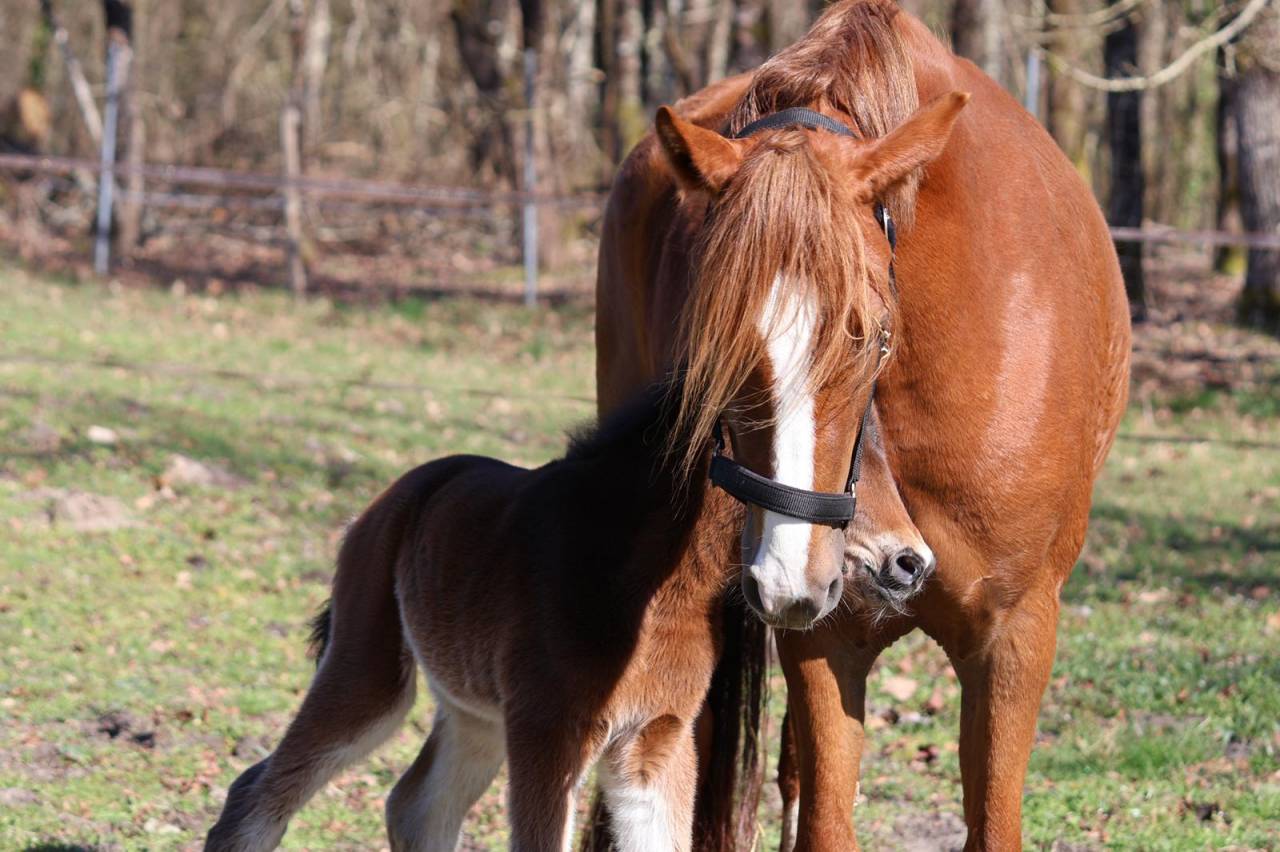Cavalla PFS Pony Francese da Sella In vendita 2022 Sauro ,  Follow me fast