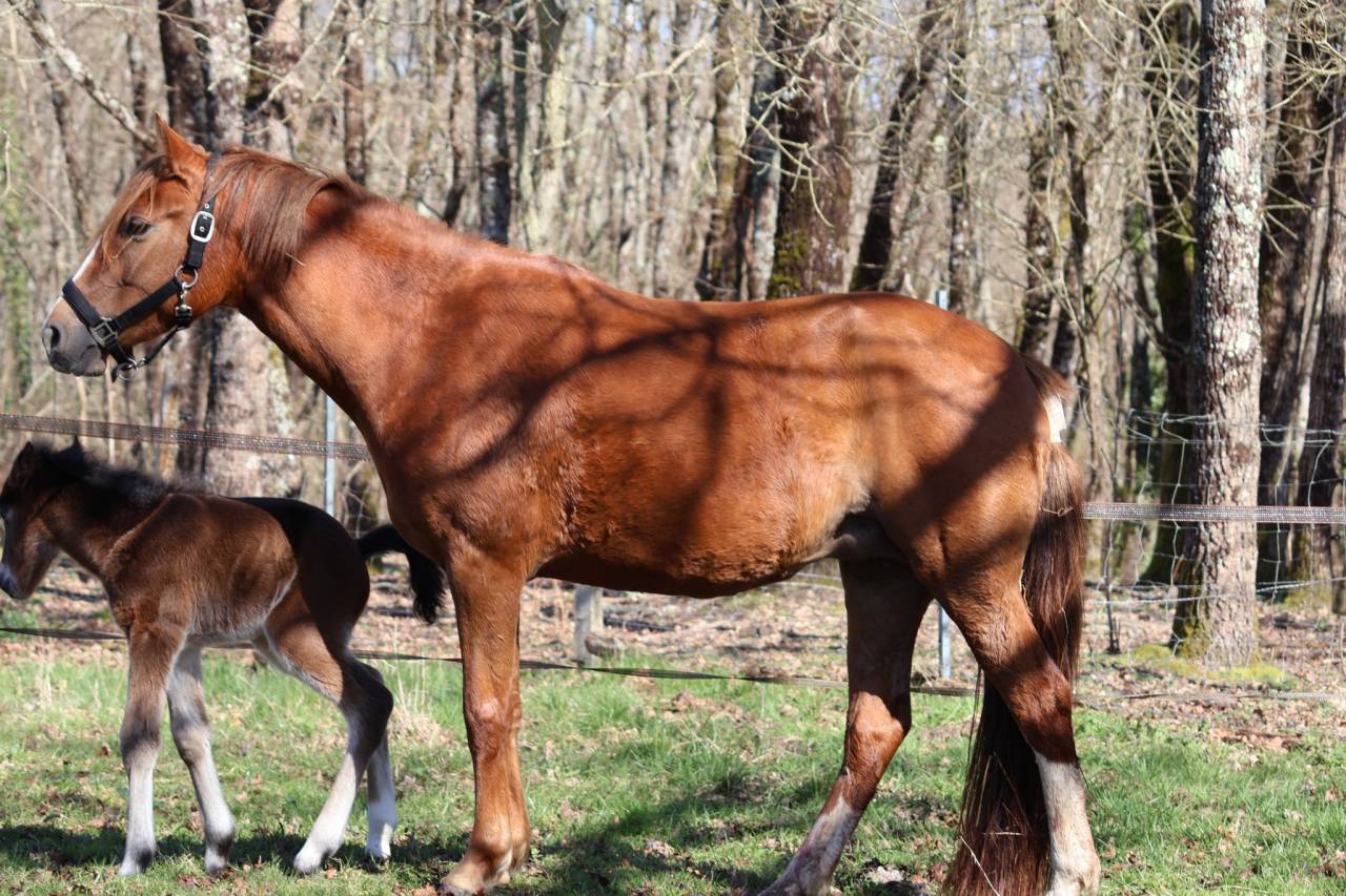 Cavalla PFS Pony Francese da Sella In vendita 2022 Sauro ,  Follow me fast