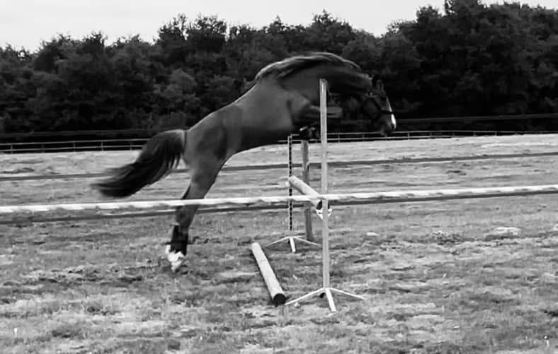 Cavalla PFS Pony Francese da Sella In vendita 2022 Sauro ,  Follow me fast