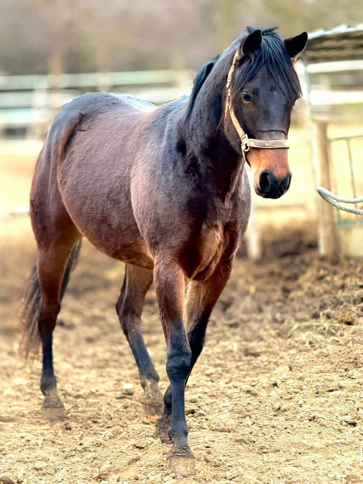 Quarter horse da vendere