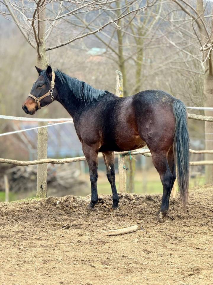 Quarter horse da vendere