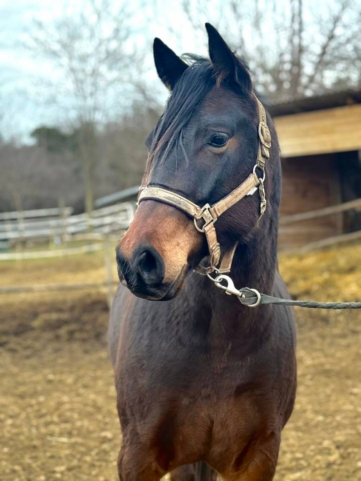Quarter horse da vendere