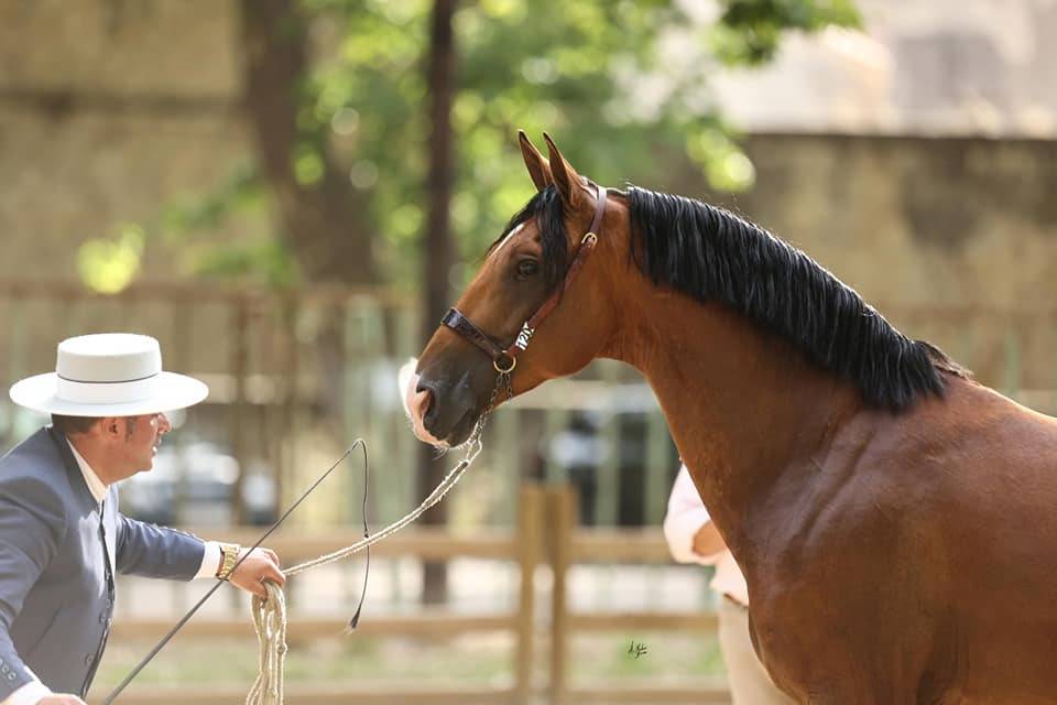 Botero LH - PRE Andaluso 2015