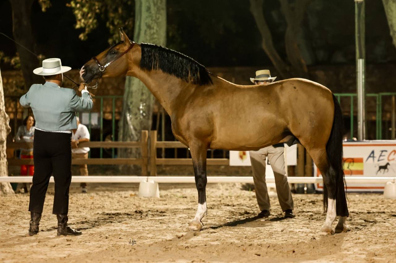 Botero LH - PRE Andaluso 2015