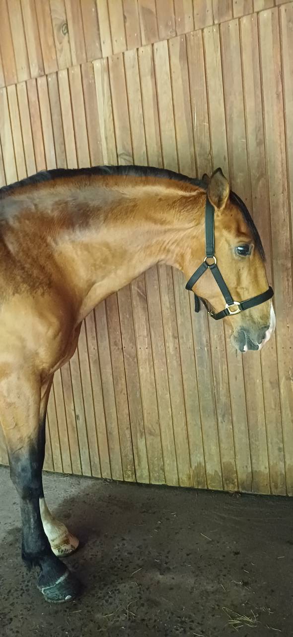Botero LH - PRE Andaluso 2015