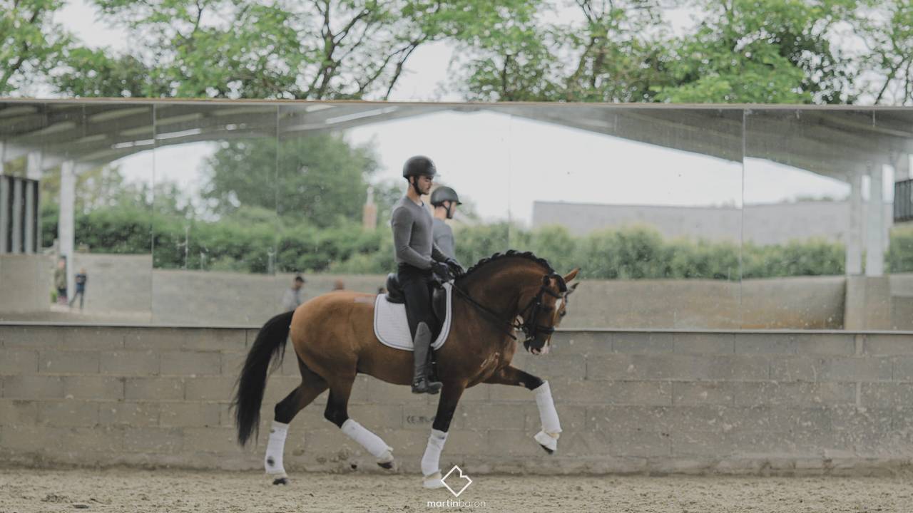 Botero LH - PRE Andaluso 2015