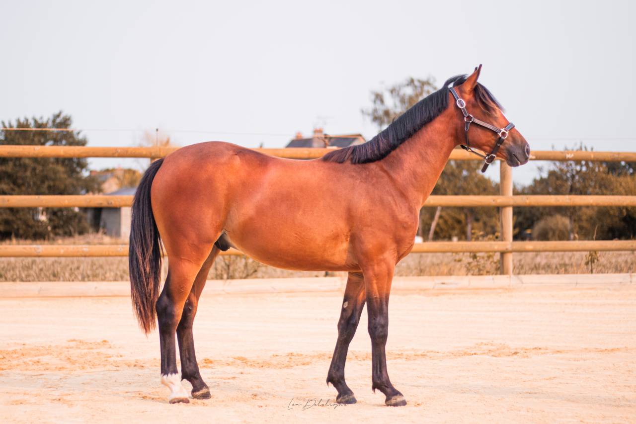 Castrone PFS Pony Francese da Sella In vendita 2024 Baio ,  Jungle Alias Boogie