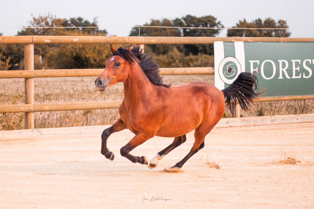 Castrone PFS Pony Francese da Sella In vendita 2024 Baio ,  Jungle Alias Boogie