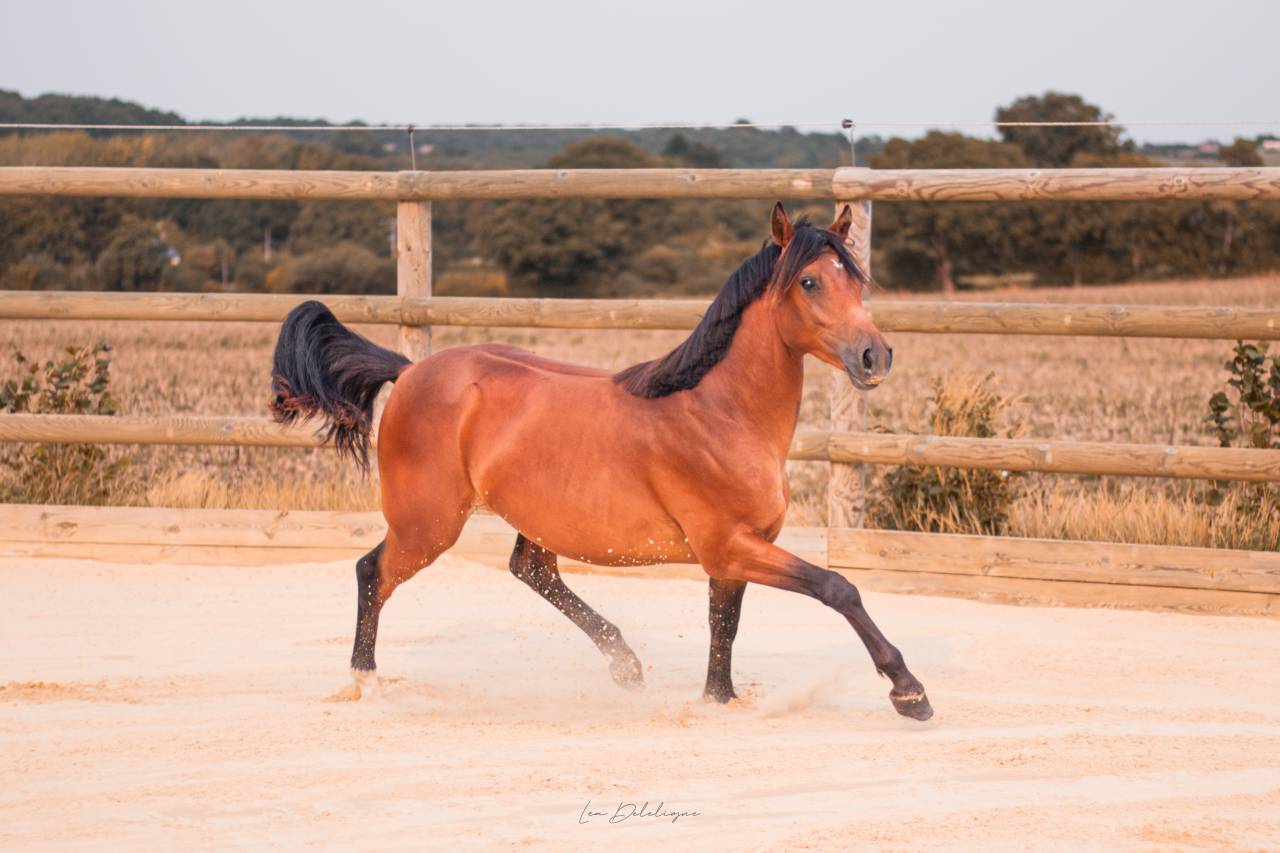 Castrone PFS Pony Francese da Sella In vendita 2024 Baio ,  Jungle Alias Boogie