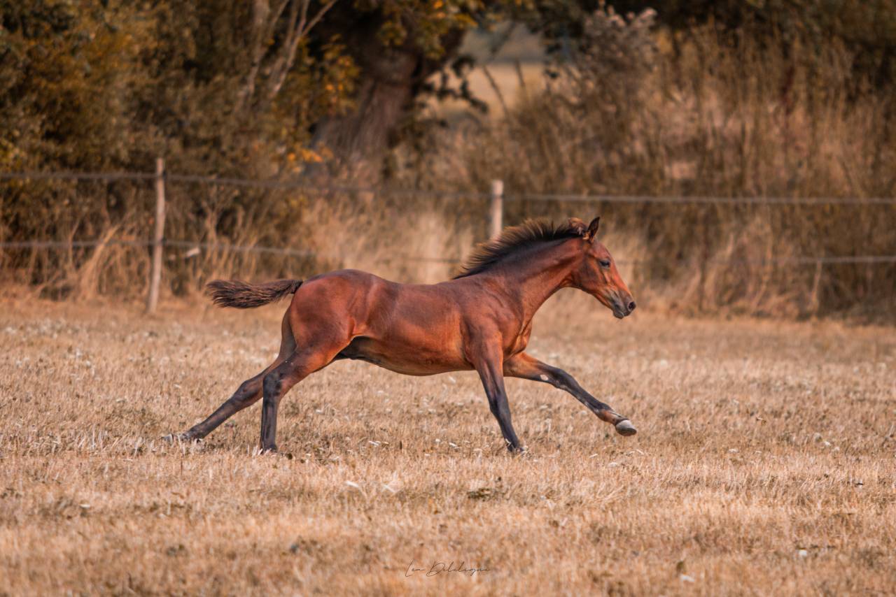 Puledro PFS Pony Francese da Sella In vendita 2025 Baio scuro ,  Usandro Tilia Derlenn