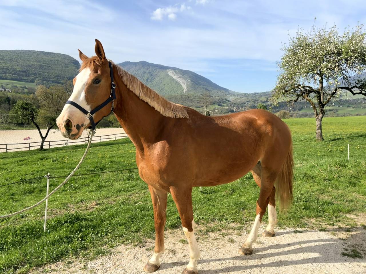 Cavalla Sella Francese In vendita 2022 Sauro ,  FUNCKY PLEASURE