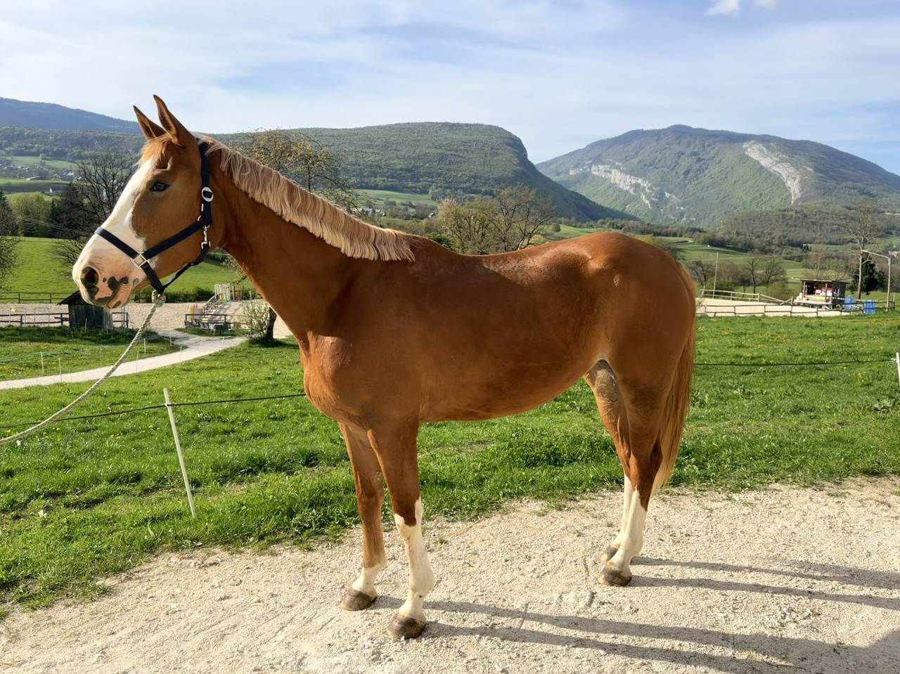 Cavalla Sella Francese In vendita 2022 Sauro ,  FUNCKY PLEASURE