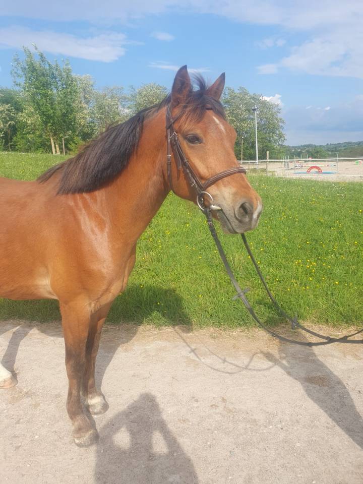 Castrone PFS Pony Francese da Sella In vendita 2018 Baio ,  Lennicha de Florys