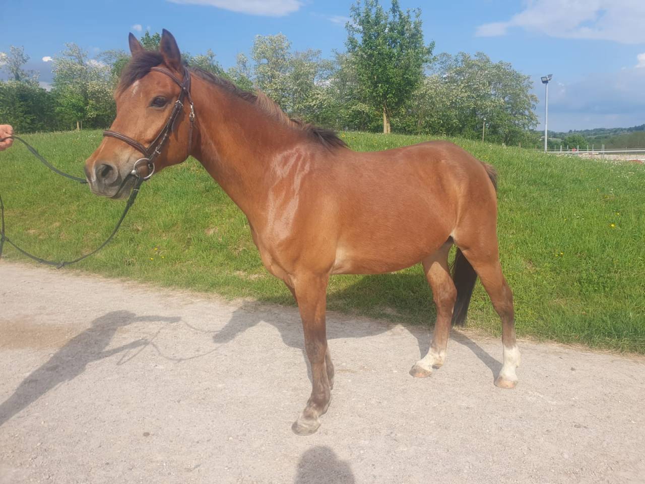 Castrone PFS Pony Francese da Sella In vendita 2018 Baio ,  Lennicha de Florys