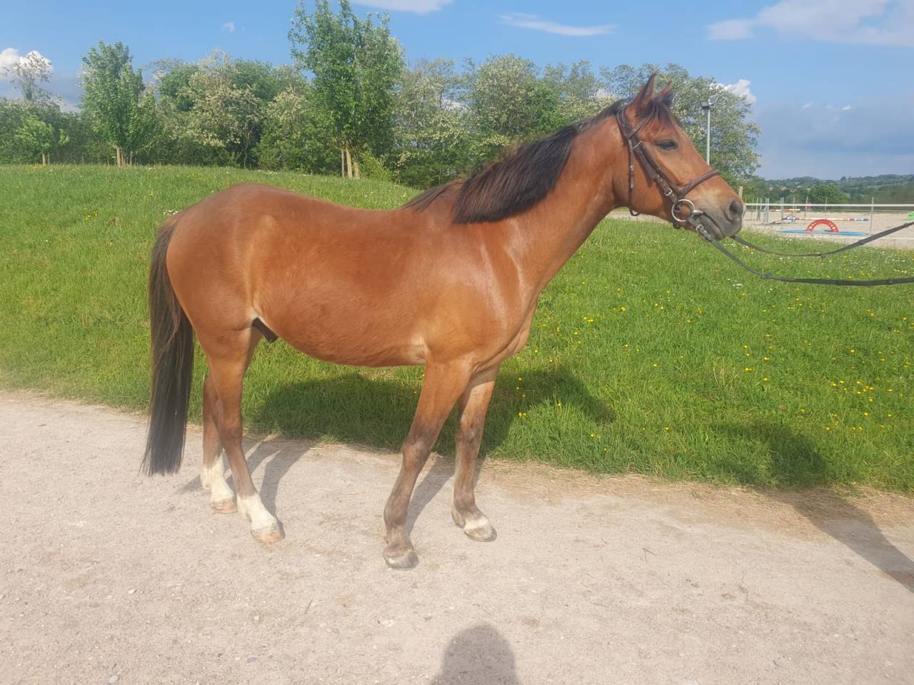 Castrone PFS Pony Francese da Sella In vendita 2018 Baio ,  Lennicha de Florys