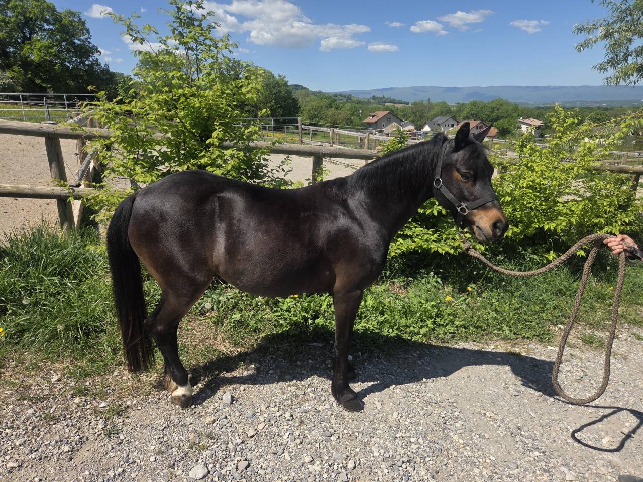 Cavalla Origine Non Constatata In vendita 2012 Nero
