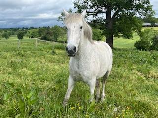 Cavalla PRE Andaluso In vendita 2014 Grigio ,  FARAON AG