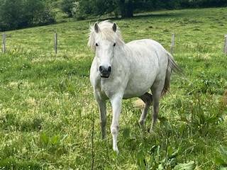 Cavalla PRE Andaluso In vendita 2014 Grigio ,  FARAON AG