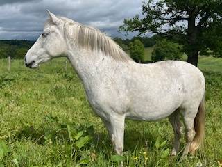 Cavalla PRE Andaluso In vendita 2014 Grigio ,  FARAON AG