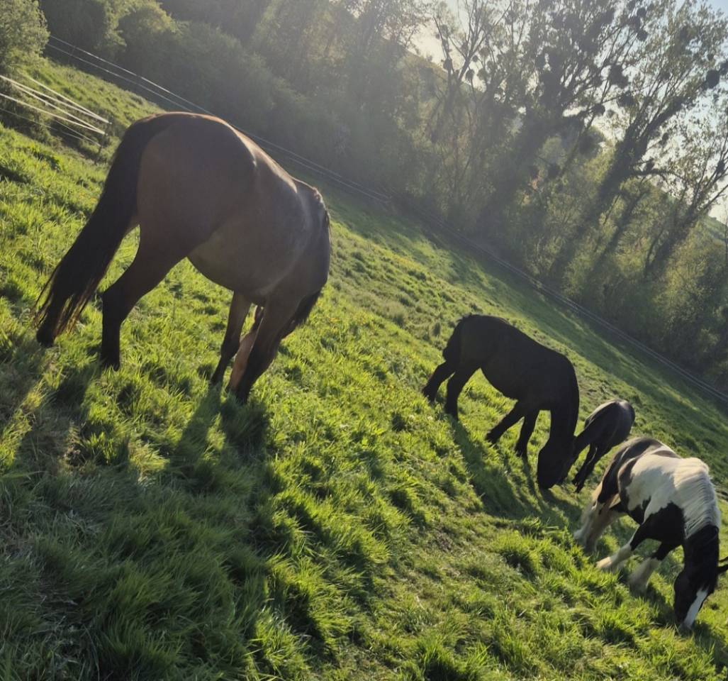 Castrone Origine Non Constatata In vendita 2023 Baio