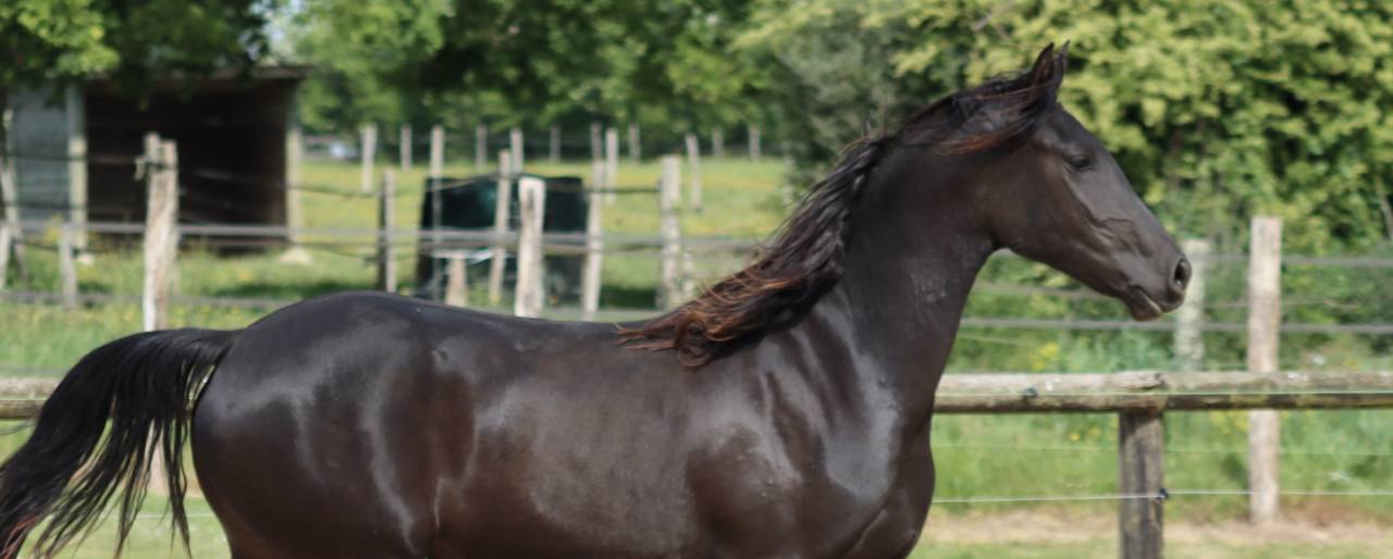 Cavalla Arabo Frisone In vendita 2024 Nero ,  Zabir Faa El Van De Oosterzanden