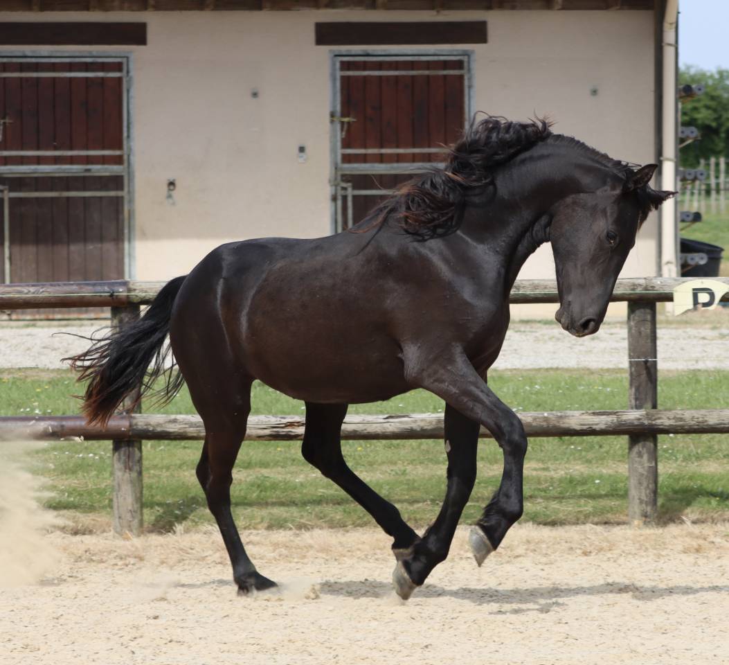 Cavalla Arabo Frisone In vendita 2024 Nero ,  Zabir Faa El Van De Oosterzanden