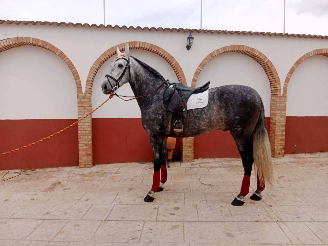 Castrone PRE Andaluso In vendita 2021 Grigio ,  ROMERO DE TRUJILLO