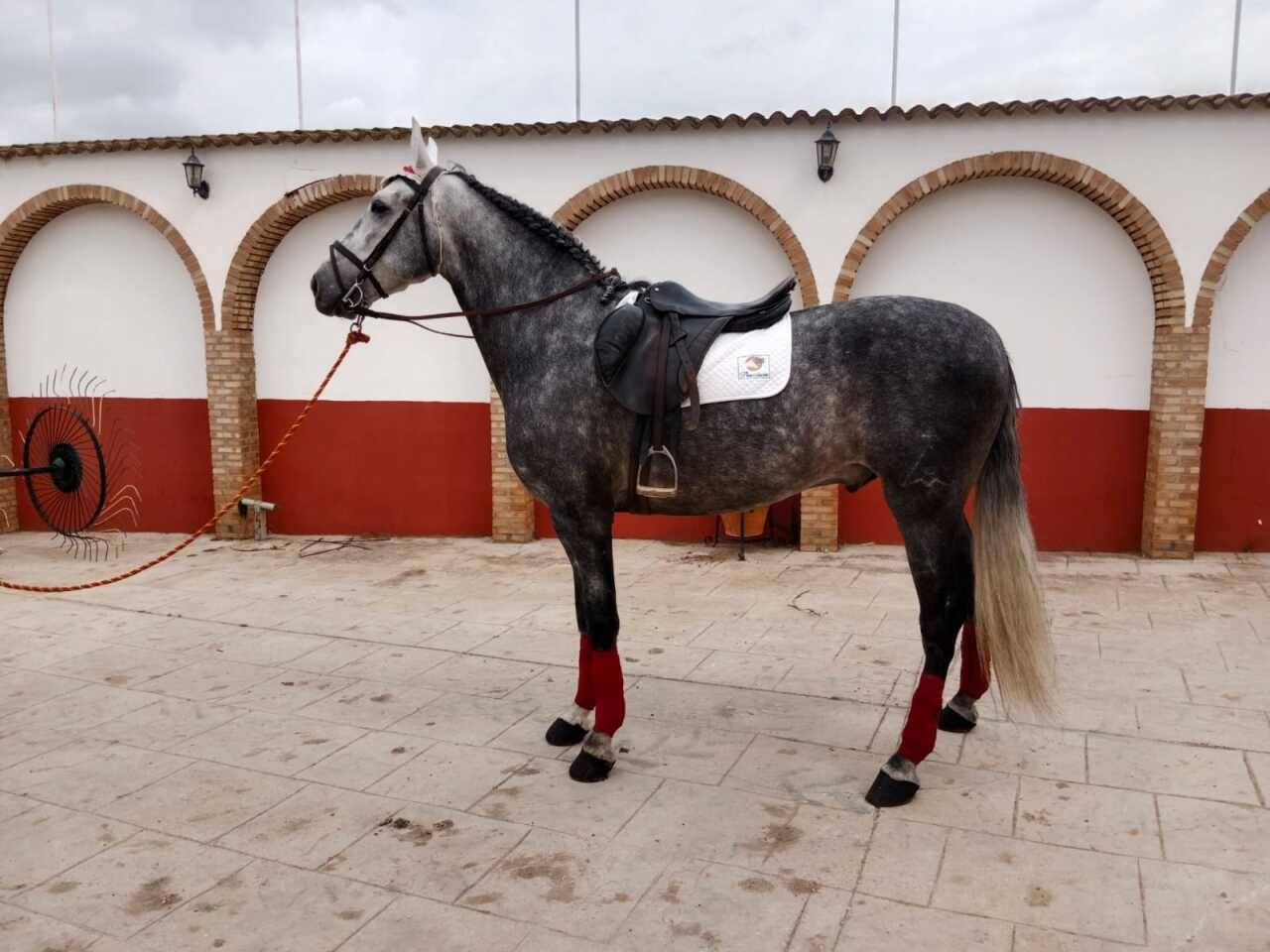 Castrone PRE Andaluso In vendita 2021 Grigio ,  ROMERO DE TRUJILLO