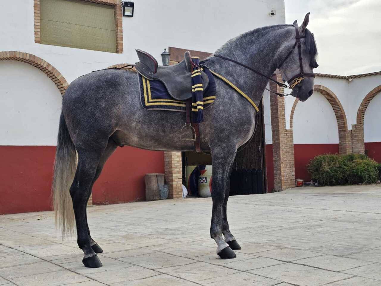 Castrone PRE Andaluso In vendita 2021 Grigio ,  ROMERO DE TRUJILLO