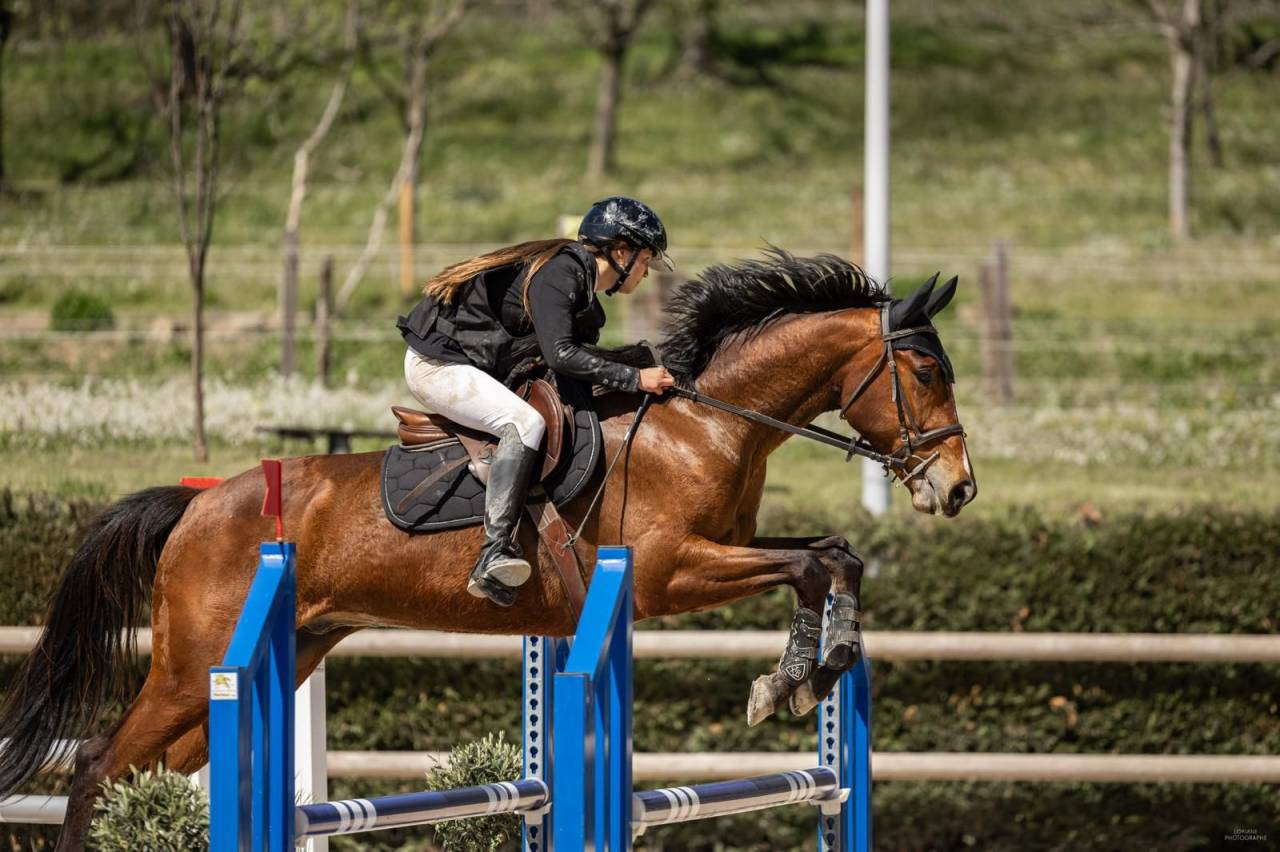 Castrone Sella Francese In vendita 2021 Baio ,  shaloubet eygalieres