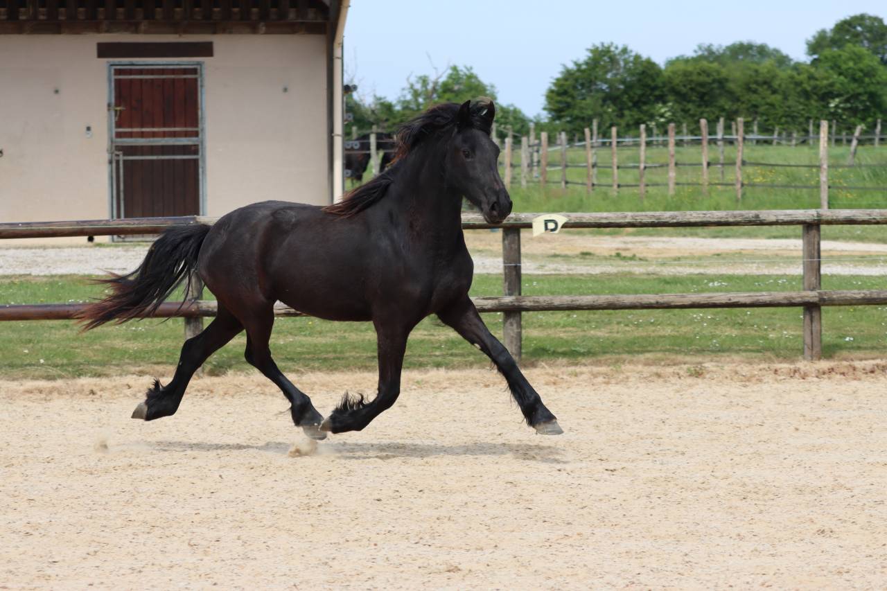 Cavalla Frisone In vendita 2024 Nero ,  Alwin 469 Sport AAA PREF
